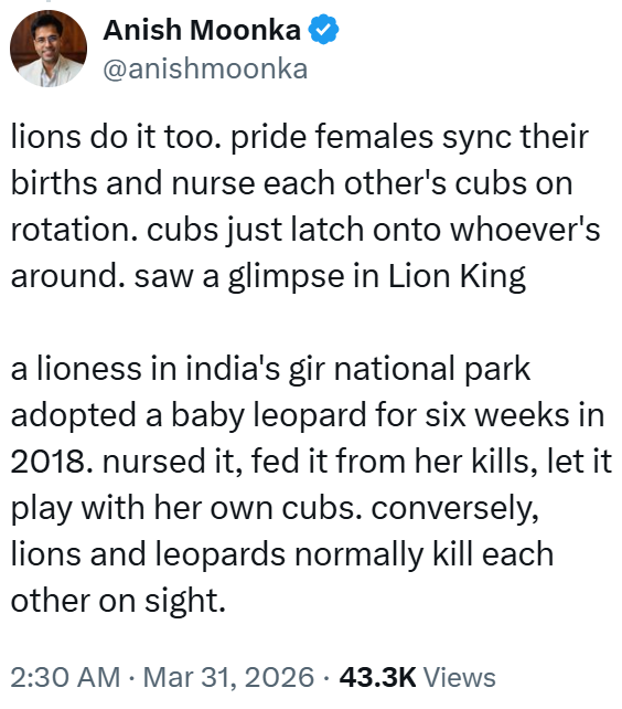 Anish Moonka @anishmoonka lions do it too. pride females sync their births and nurse each other's cubs on rotation. cubs just latch onto whoever's around. saw a glimpse in Lion King a lioness in india's gir national park adopted a baby leopard for six weeks in 2018. nursed it, fed it from her kills, let it play with her own cubs. conversely, lions and leopards normally kill each other on sight. 2:30 AM Mar 31, 2026 43.3K Views