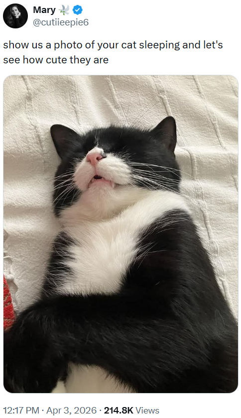 Mary @cutiieepie6 show us a photo of your cat sleeping and let's see how cute they are 12:17 PM Apr 3, 2026 - 214.8K Views