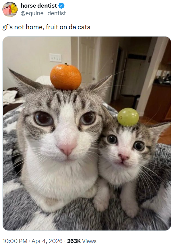 horse dentist @equine_dentist gf's not home, fruit on da cats 10:00 PM - Apr 4, 2026 - 263K Views
