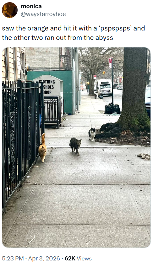 monica @waystarroyhoe saw the orange and hit it with a 'pspspsps' and the other two ran out from the abyss CLOTHING SHOES DROP 5:23 PM Apr 3, 2026 62K Views