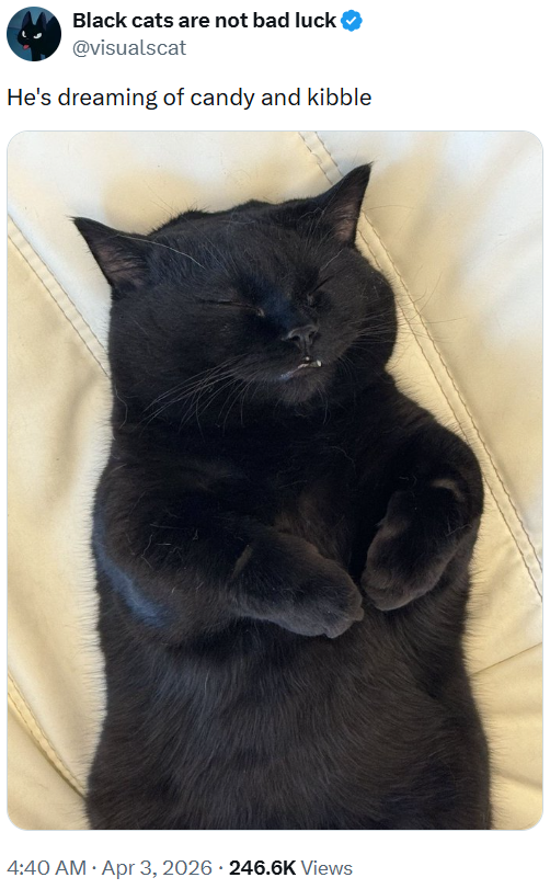 Black cats are not bad luck @visualscat He's dreaming of candy and kibble 4:40 AM - Apr 3, 2026 - 246.6K Views