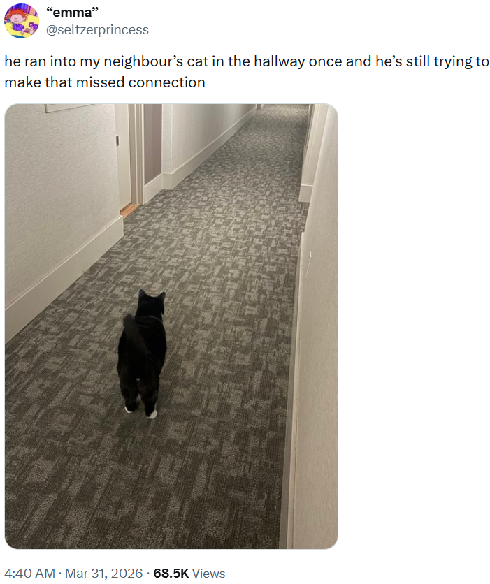 "emma" @seltzerprincess he ran into my neighbour's cat in the hallway once and he's still trying to make that missed connection 4:40 AM · Mar 31, 2026 68.5K Views .