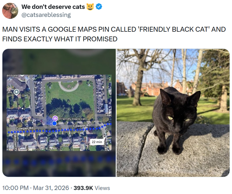 We don't deserve cats @catsareblessing MAN VISITS A GOOGLE MAPS PIN CALLED 'FRIENDLY BLACK CAT' AND FINDS EXACTLY WHAT IT PROMISED er Care Care Cow Friendly black cat Cowper Rd Cowper Rd Milltown Pa 22 min 10:00 PM - Mar 31, 2026 - 393.9K Views