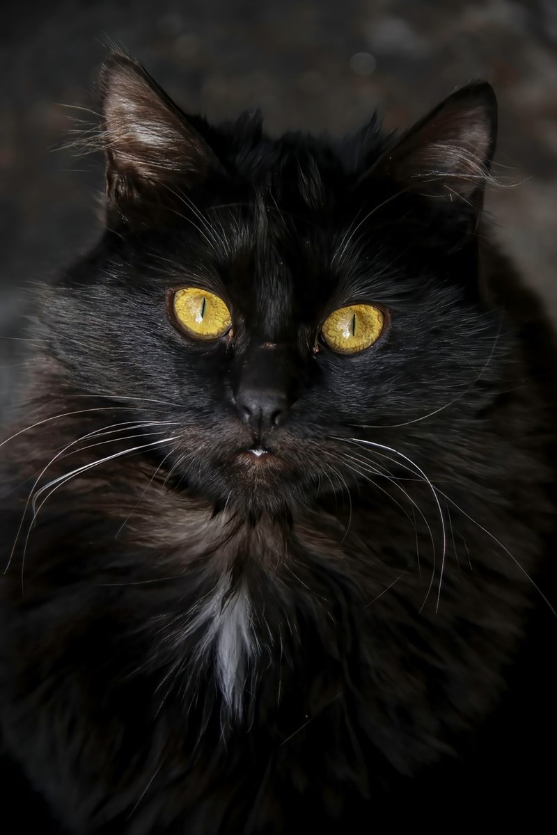 Picture of a fluffy black cat with yellow eyes. 