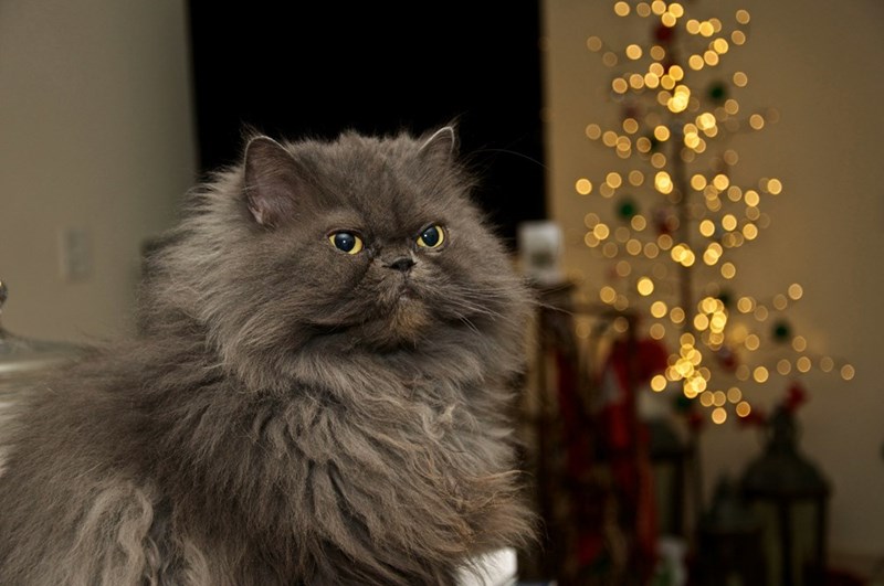 Picture of a fluffy gray cat. 