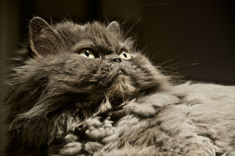 Picture of a fluffy gray cat. 