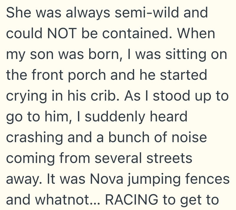 She was always semi-wild and could NOT be contained. When my son was born, I was sitting on the front porch and he started crying in his crib. As I stood up to go to him, I suddenly heard crashing and a bunch of noise coming from several streets away. It was Nova jumping fences and whatnot... RACING to get to