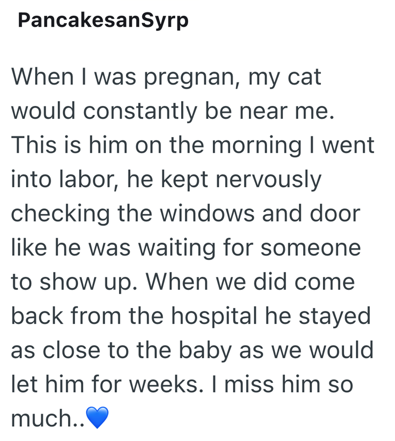 PancakesanSyrp When I was pregnan, my cat would constantly be near me. This is him on the morning I went into labor, he kept nervously checking the windows and door like he was waiting for someone to show up. When we did come back from the hospital he stayed as close to the baby as we would let him for weeks. I miss him so much..