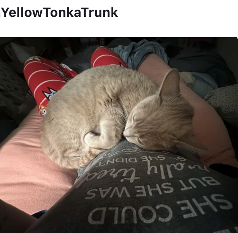 SHE COULD BUT SHE WAS Cally tireen SHE DIDN'T juni_equo_МО||ӘЛ