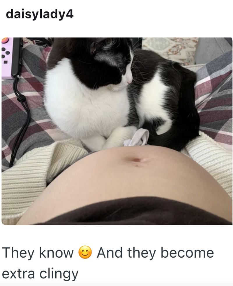 daisylady4 They know And they become extra clingy