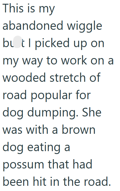 This is my abandoned wiggle but I picked up on my way to work on a wooded stretch of road popular for dog dumping. She was with a brown dog eating a possum that had been hit in the road.