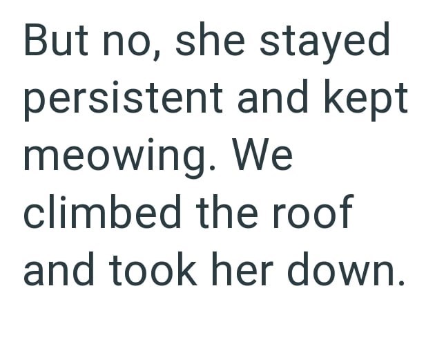 But no, she stayed persistent and kept meowing. We climbed the roof and took her down.