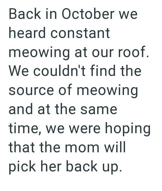 Back in October we heard constant meowing at our roof. We couldn't find the source of meowing and at the same time, we were hoping that the mom will pick her back up.