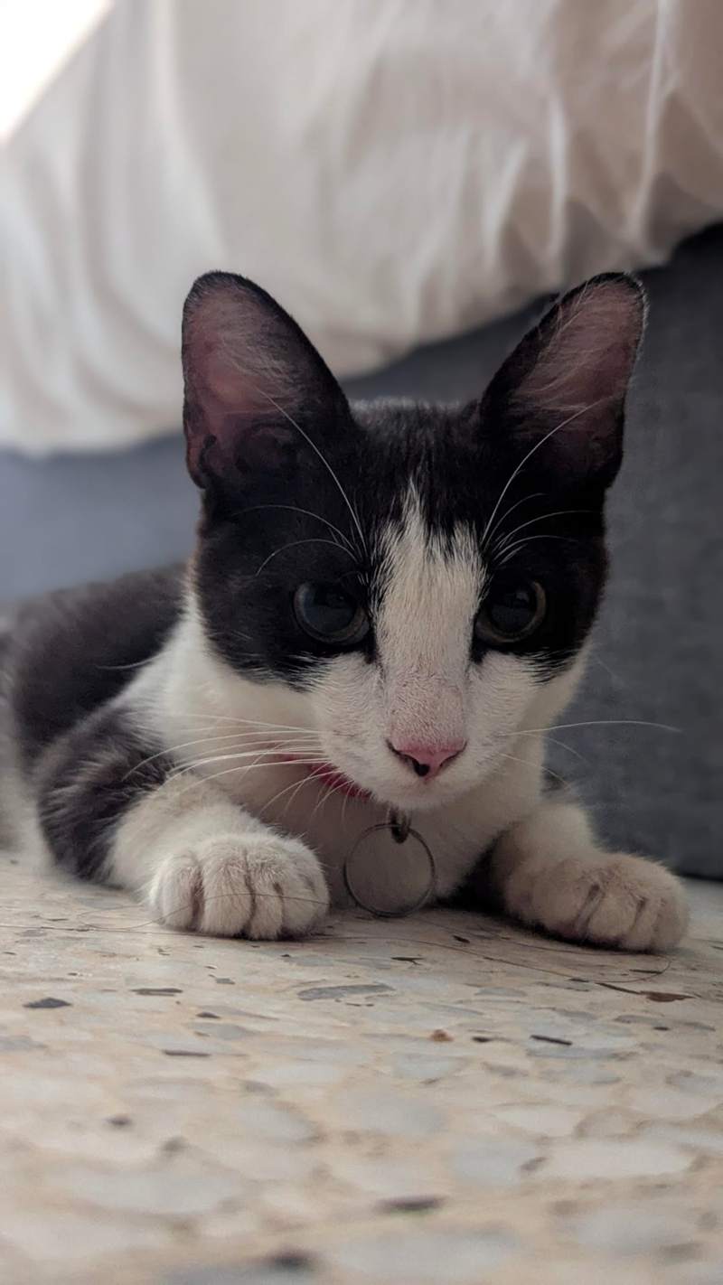 Cheezburger Image 10621488640