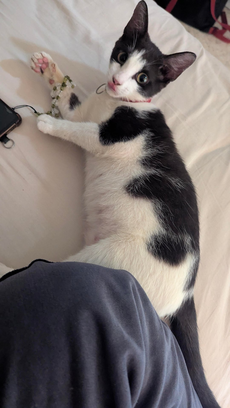 Cheezburger Image 10621489152