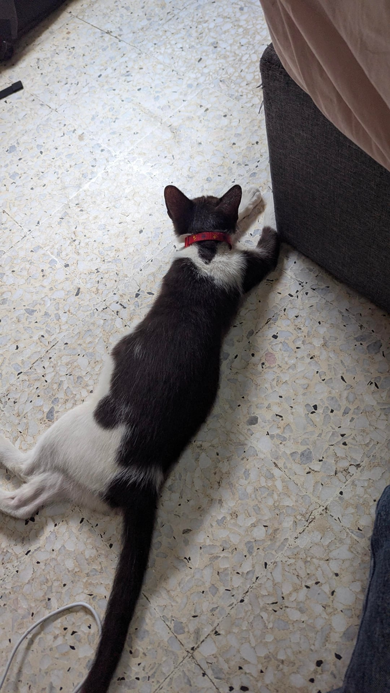 Cheezburger Image 10621489408