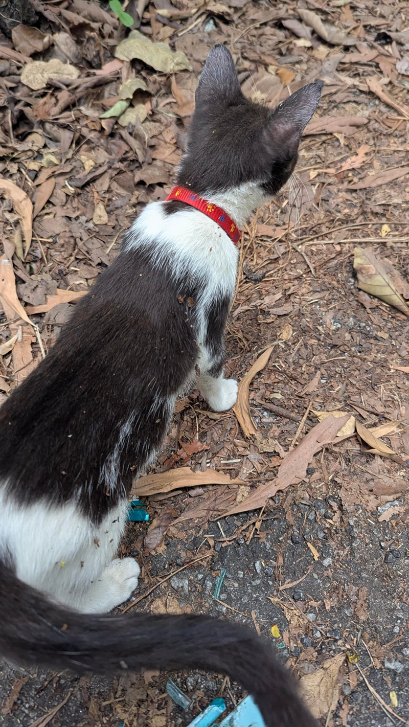 Cheezburger Image 10621489664