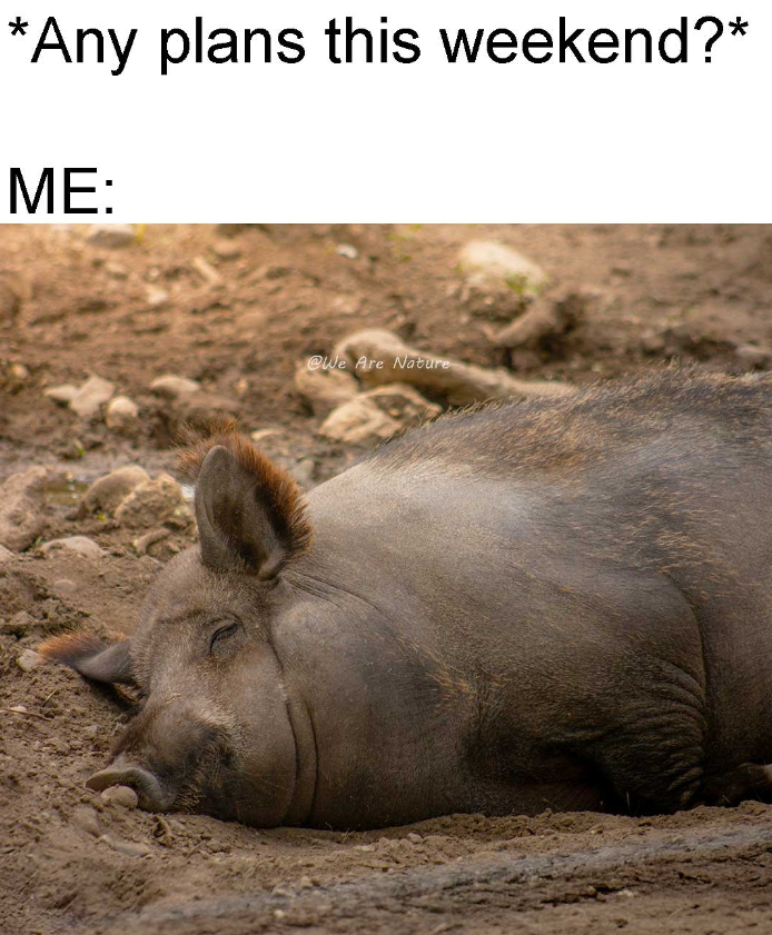 *Any plans this weekend?* ME: @We Are Nature