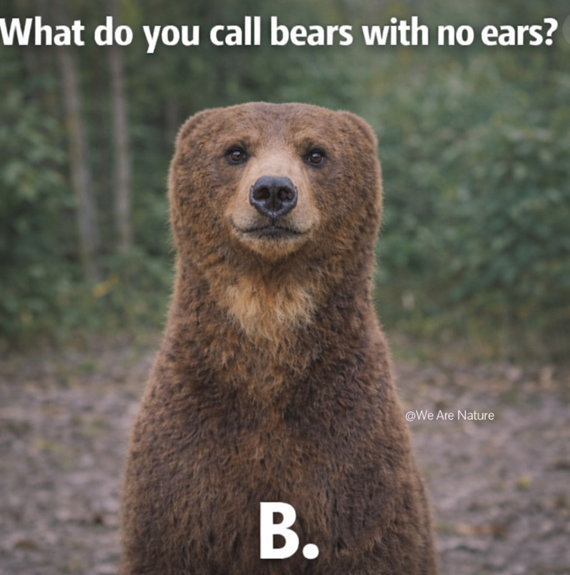 What do you call bears with no ears? B. @We Are Nature