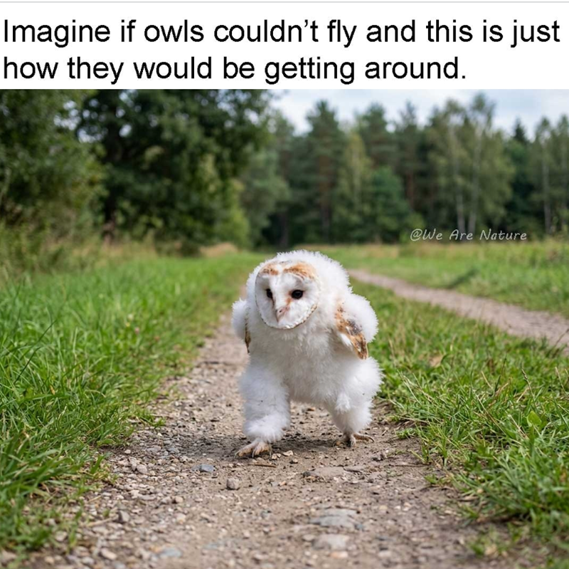 Imagine if owls couldn't fly and this is just how they would be getting around. @We Are Nature