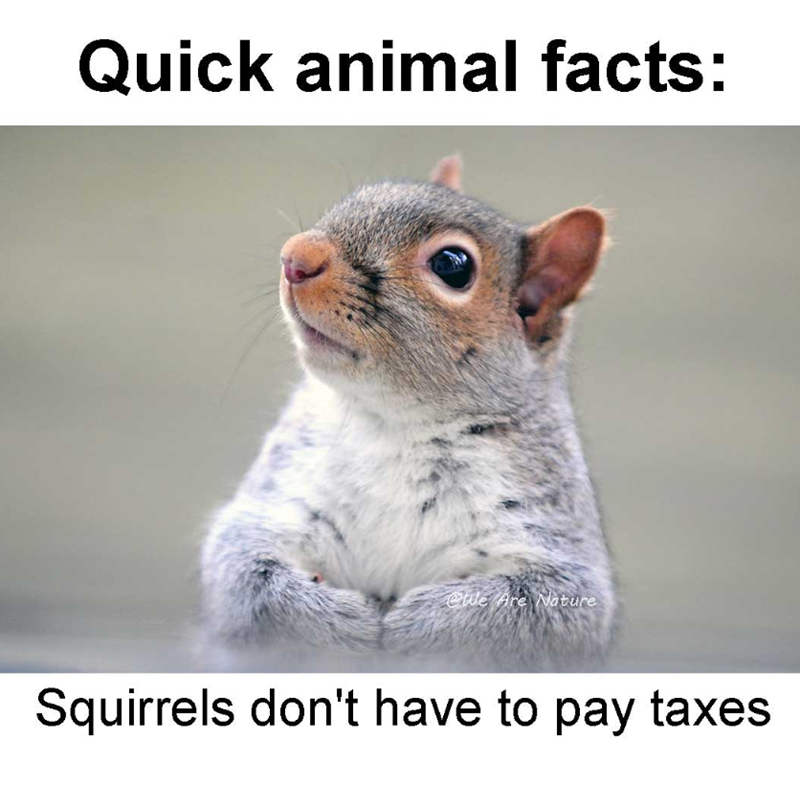 Quick animal facts: @We Are Nature Squirrels don't have to pay taxes