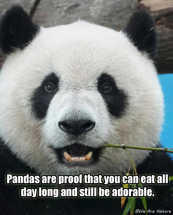 Pandas are proof that you can eat all day long and still be adorable. @We Are Nature