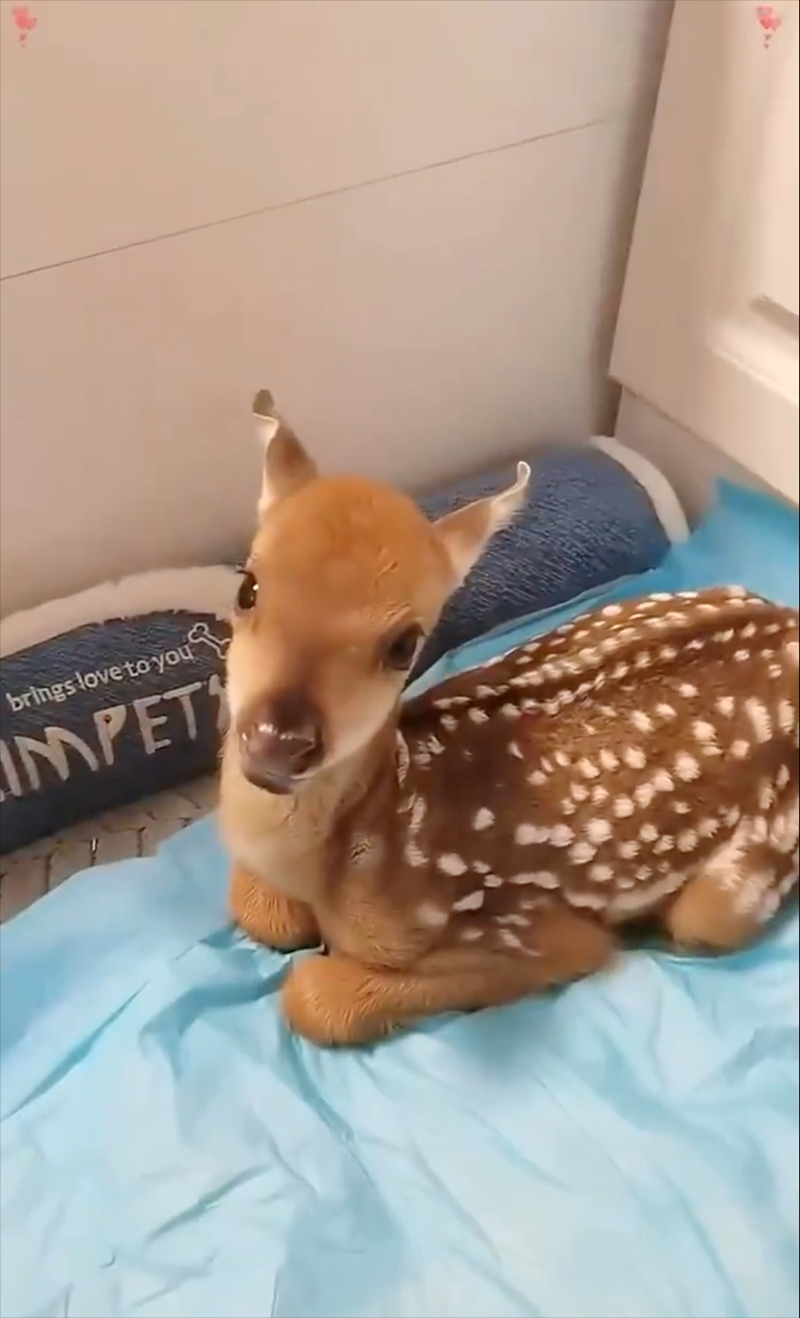 brings love to you IMPET