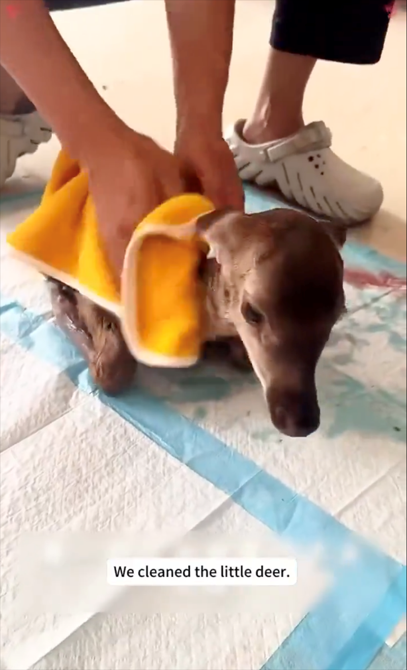 We cleaned the little deer.