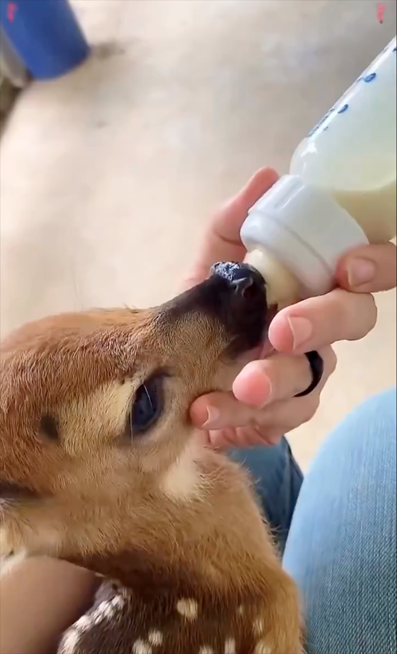 Cheezburger Image 10621497088