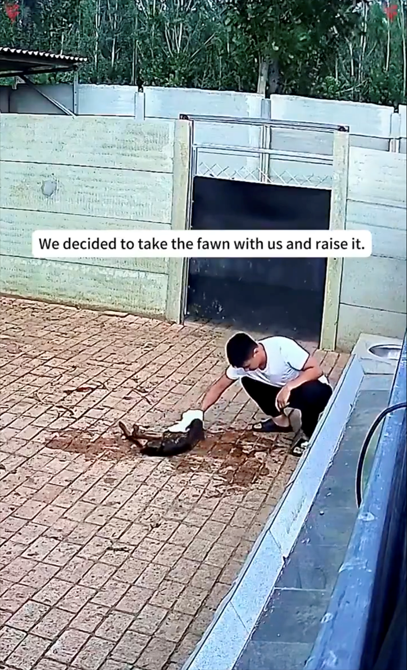 We decided to take the fawn with us and raise it.