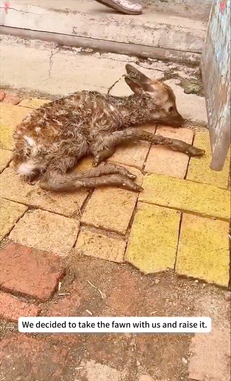 We decided to take the fawn with us and raise it.