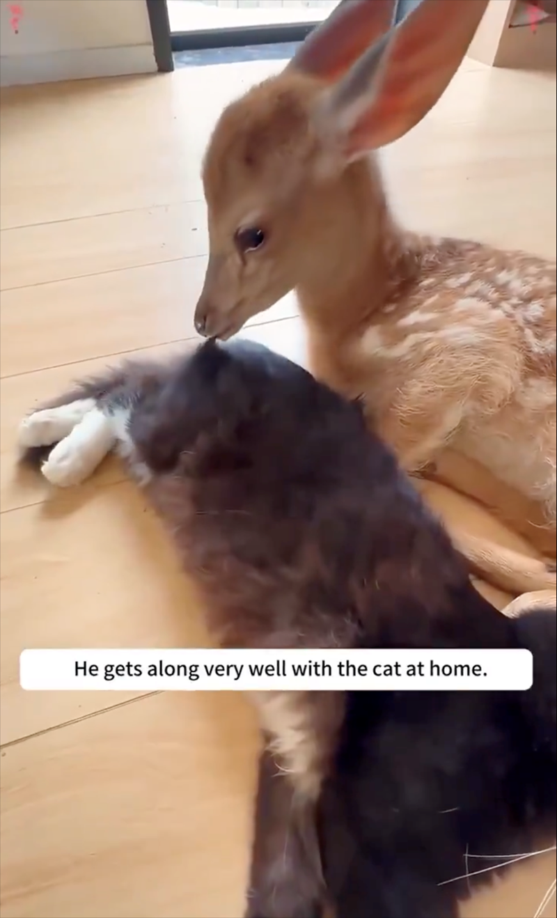 He gets along very well with the cat at home.