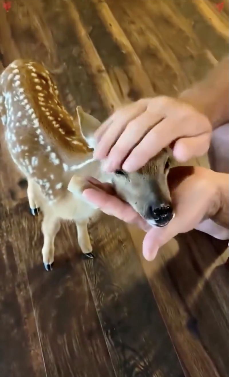 Cheezburger Image 10621498880