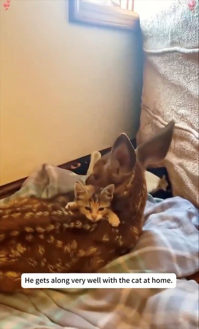 He gets along very well with the cat at home.