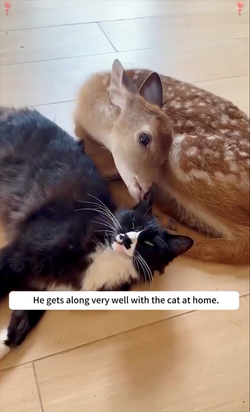 He gets along very well with the cat at home.