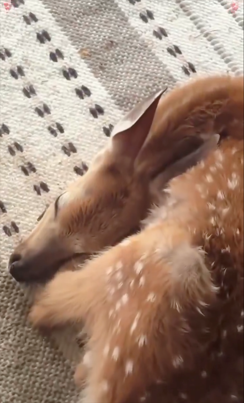 Cheezburger Image 10621499904