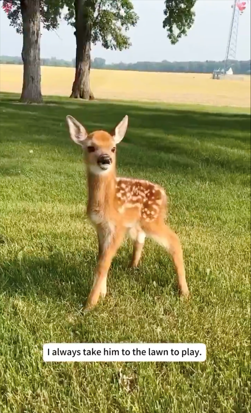 I always take him to the lawn to play.