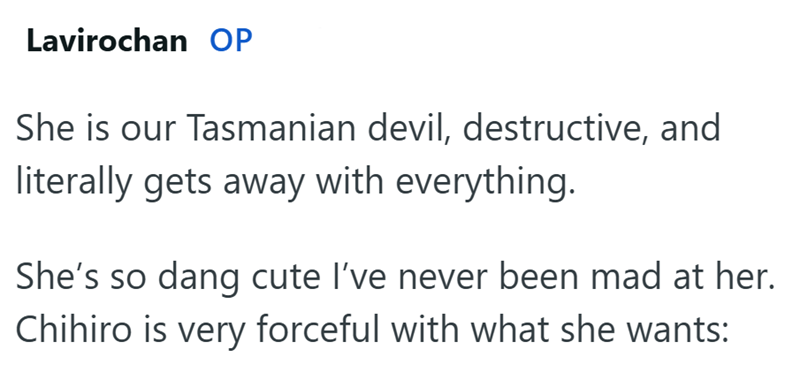 Lavirochan OP She is our Tasmanian devil, destructive, and literally gets away with everything. She's so dang cute I've never been mad at her. Chihiro is very forceful with what she wants: