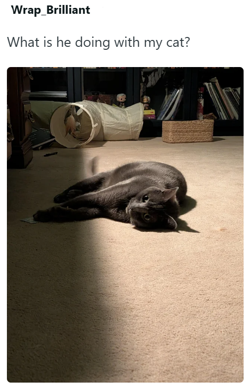 Wrap_Brilliant What is he doing with my cat?
