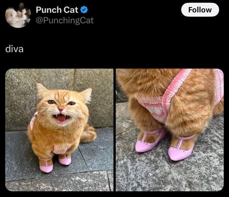 diva Punch Cat⭑ @PunchingCat Follow