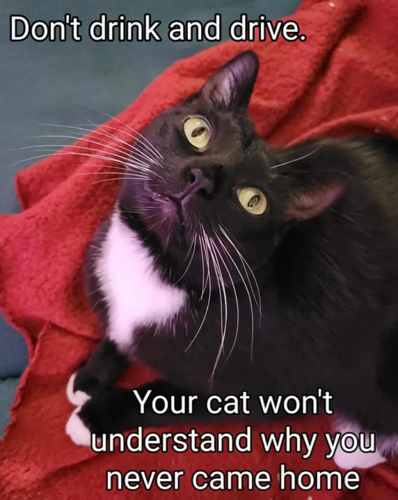 Don't drink and drive. Your cat won't understand why you never came home