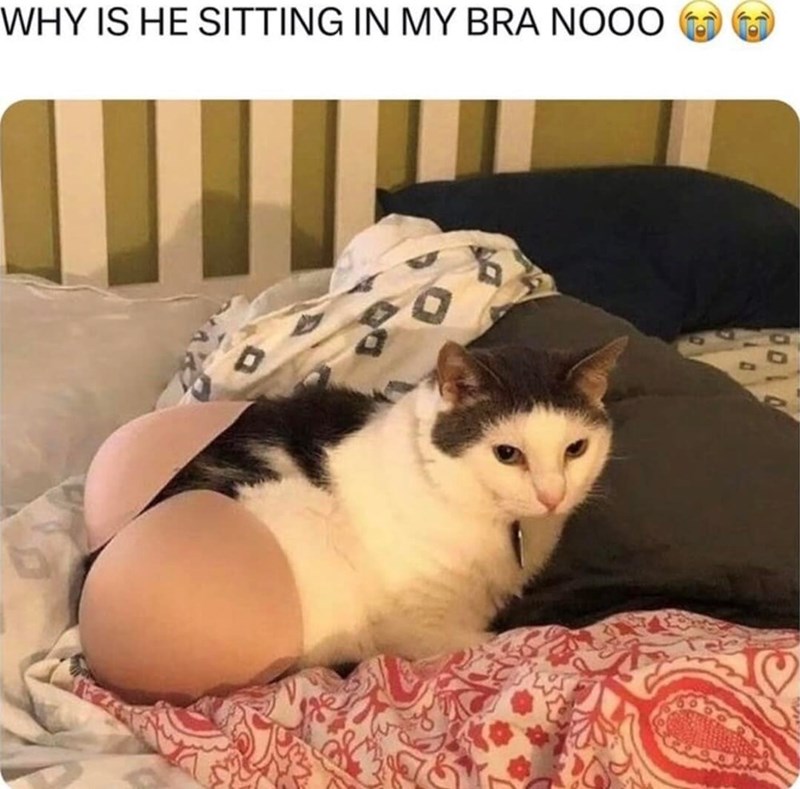 WHY IS HE SITTING IN MY BRA NOOO 0010