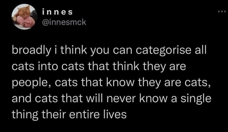 innes @innesmck broadly i think you can categorise all cats into cats that think they are people, cats that know they are cats, and cats that will never know a single thing their entire lives