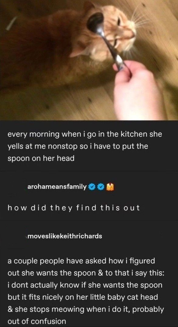 every morning when i go in the kitchen she yells at me nonstop so i have to put the spoon on her head arohameansfamily how did they find this out moveslikekeithrichards a couple people have asked how i figured out she wants the spoon & to that i say this: i dont actually know if she wants the spoon but it fits nicely on her little baby cat head & she stops meowing when i do it, probably out of confusion