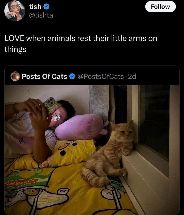 tish Follow @tishta LOVE when animals rest their little arms on things Posts Of Cats @PostsOfCats - 2d Think