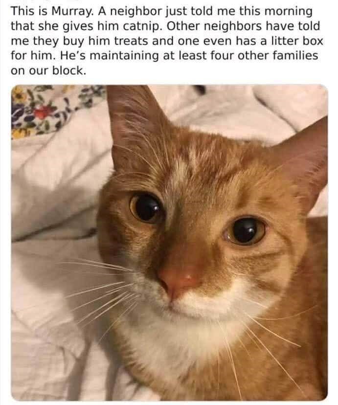 This is Murray. A neighbor just told me this morning that she gives him catnip. Other neighbors have told me they buy him treats and one even has a litter box for him. He's maintaining at least four other families on our block.