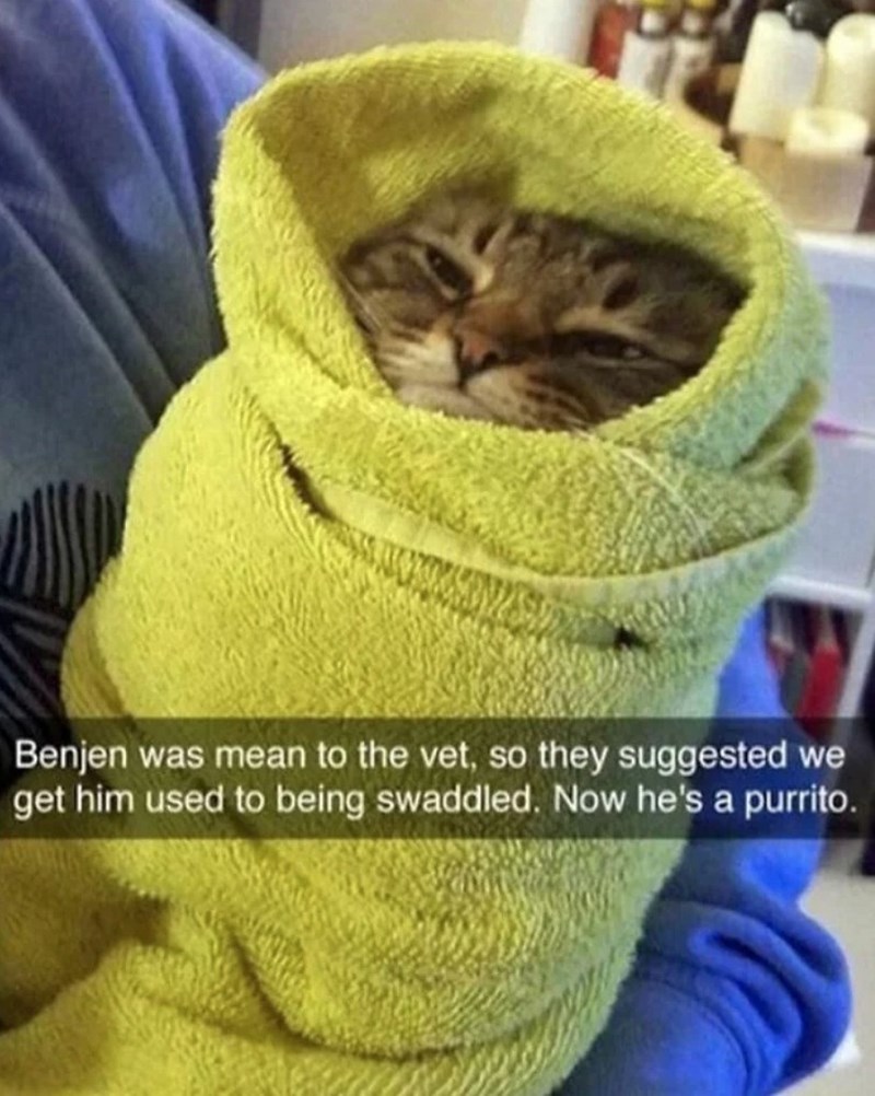 Benjen was mean to the vet, so they suggested we get him used to being swaddled. Now he's a purrito.