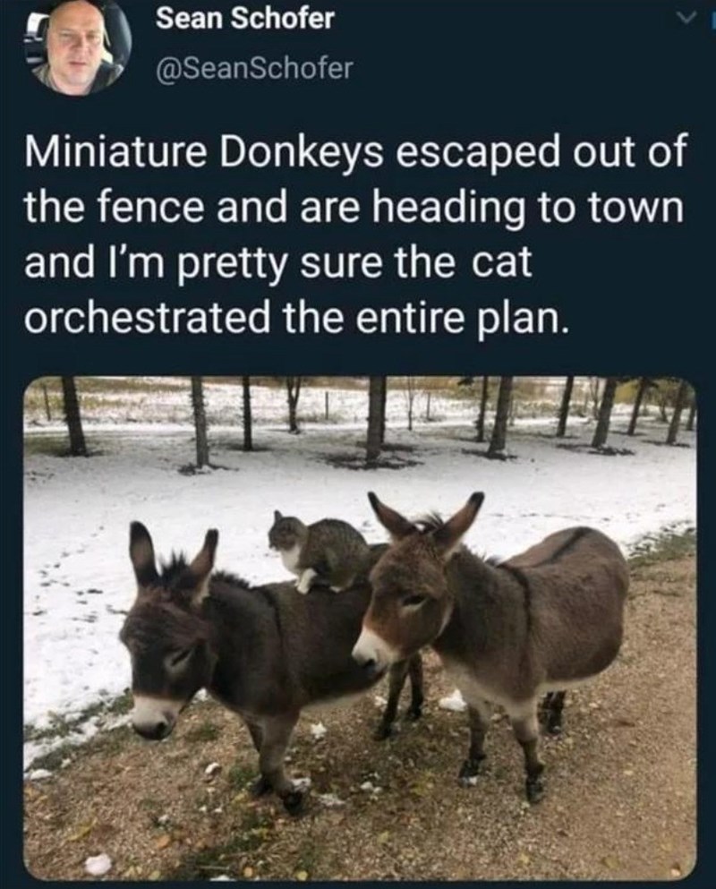 Sean Schofer @SeanSchofer Miniature Donkeys escaped out of the fence and are heading to town and I'm pretty sure the cat orchestrated the entire plan.