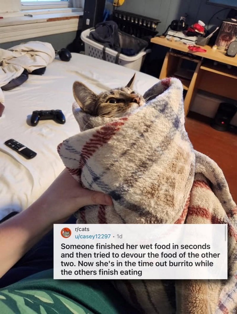 r/cats u/casey12297 1d Someone finished her wet food in seconds and then tried to devour the food of the other two. Now she's in the time out burrito while the others finish eating