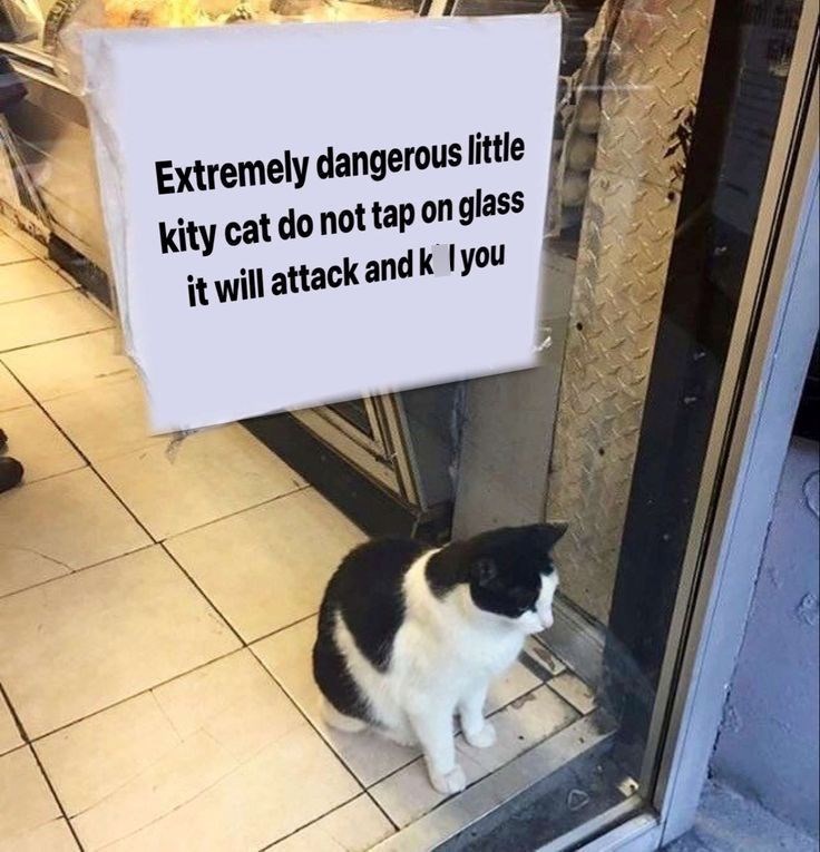 Extremely dangerous little kity cat do not tap on glass it will attack and k you
